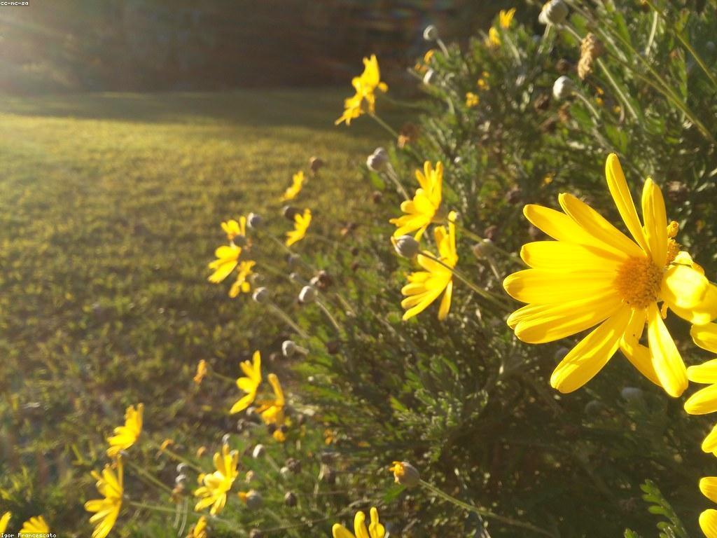 ប្រវត្តិរបស់កាស៊ីណូ